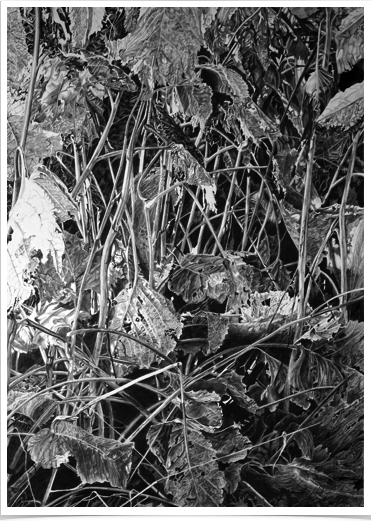 Hedgerow
pencil on paper
31 x 43 cm Hedgerow
pencil on paper
31 x 43 cm